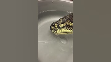 Australian Coastal Carpet Python