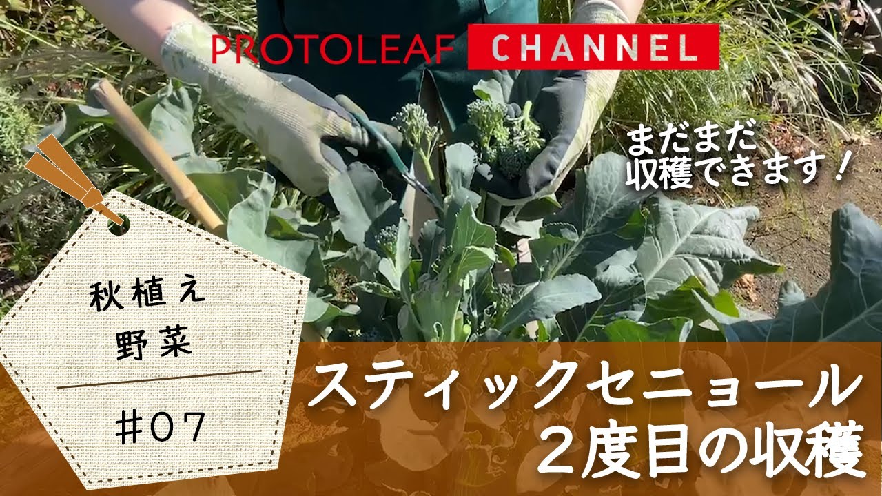 秋植え野菜 07 スティックセニョールの２度目の収穫 プランターで育てる Youtube