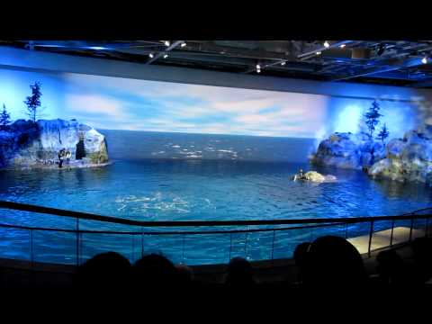 shedd-aquarium-fantasea----dolphins-show