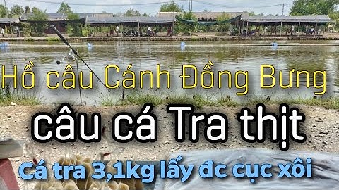 Hồ câu Cánh Đồng Bưng | Câu cá Tra thịt | Cá nặng 3.1kg lấy cục xôi..