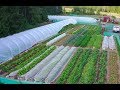 No-Dig Market Garden ABUNDANCE in the drought!