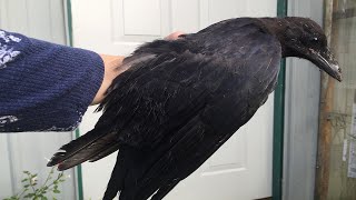 Helping A Crow In Need (Crow Rescue)