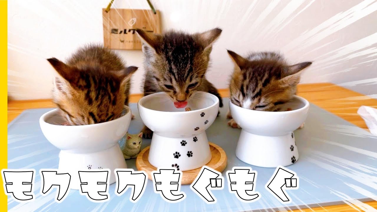 子猫の離乳食 ロイヤルカナンをモグモグ食べる子猫たち 保護猫生活8日目 Youtube
