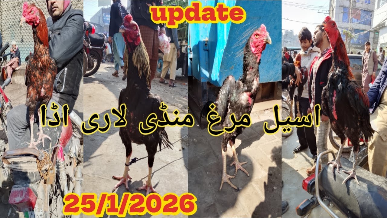|| Lahore Assel murga mandi || new update Lari adda murga mandi Shamo Thai assel Sunday bazaar.