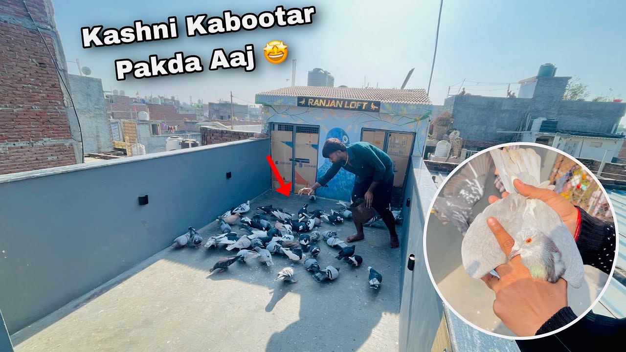 क़ासनी कबूतर पकड़ा आज 🤩| Kashni Kabootar Pakda Aaj 🥳|  : Day 3