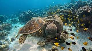 Ocean Gardens | Coral Reef Drift — 1 Hour Relaxing Nature Ambience