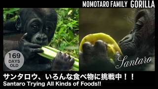 サンタロウ、いろんな食べ物に挑戦中！！ – 京都市動物園の楽しいゴリラファミリー Vol. 110
