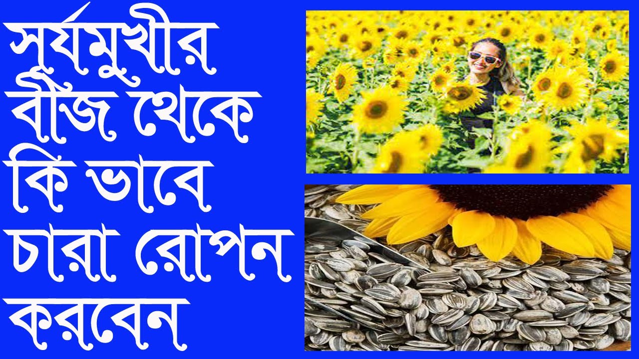 How To Grow Sunflower From Seed At Home Sunflowers sunflower plant