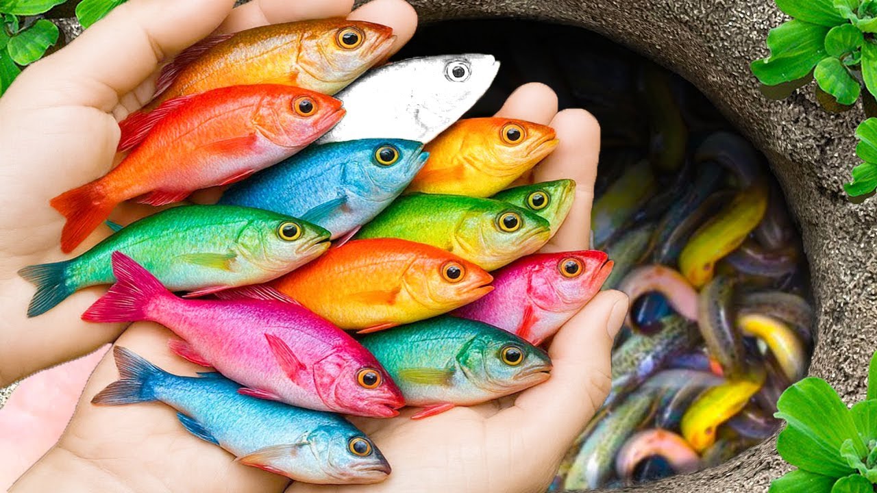 Catch beautiful aquarium fish in small pond baby turtles, pencil fish, guppies, molly fish, spider.