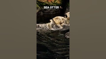 A SEA OTTER 🦦 JUST RELAXING IN THE WATER!