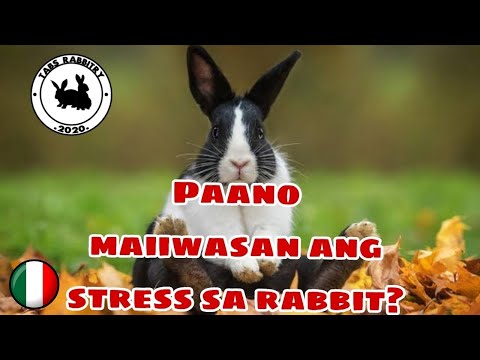 How to reduce stress in rabbits? | Paano Gamutin ang stress na rabbit? |RABBITRY PH| RABBIT FARMING