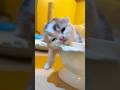 ダルいが口癖のネコ