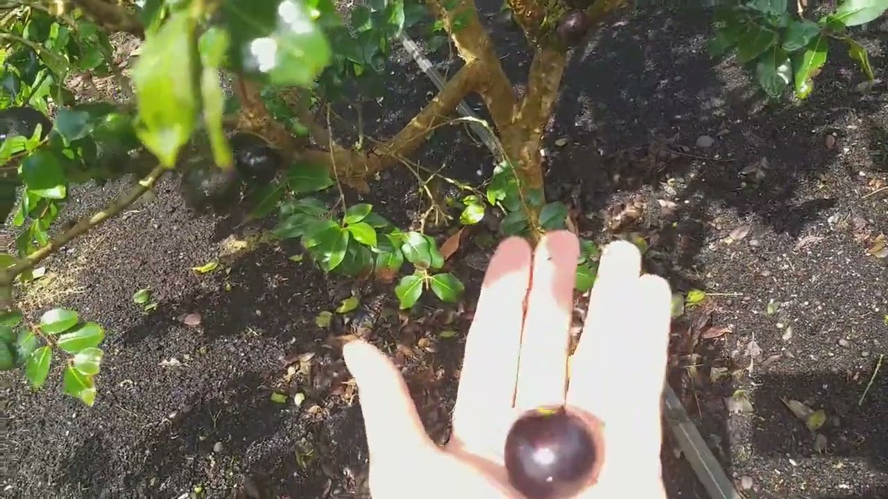 JABUTICABA OTTO ANDERSEN SELEÇÃO/ PRIMEIROS FRUTOS.