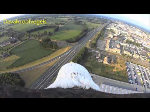 Eagle flight from balloon