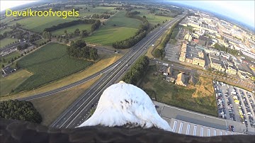 Eagle flight from balloon