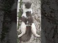 maafkan aku tinggal dulu@catlover9240@catlover9240