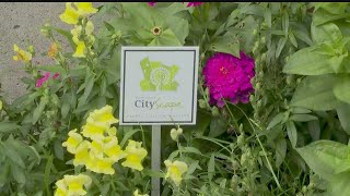 Annual Youngstown CityScape mum sale helps beautify the Valley
