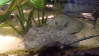 Feeding My Stingrays