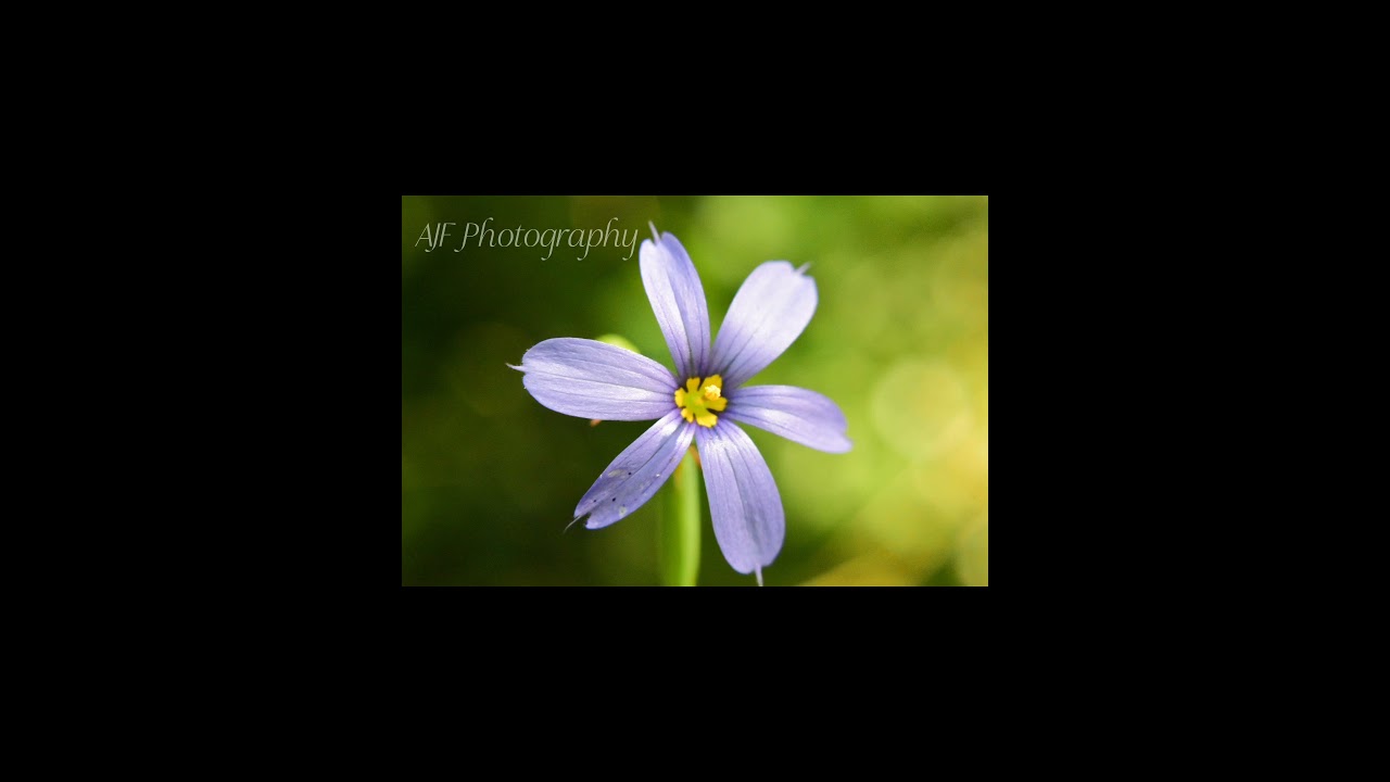 Florida macro photography 