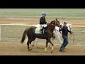 GOLDEN BOY C.PEQUEÑA VS LA VENADITA C.78 VIEJO 300 YDS