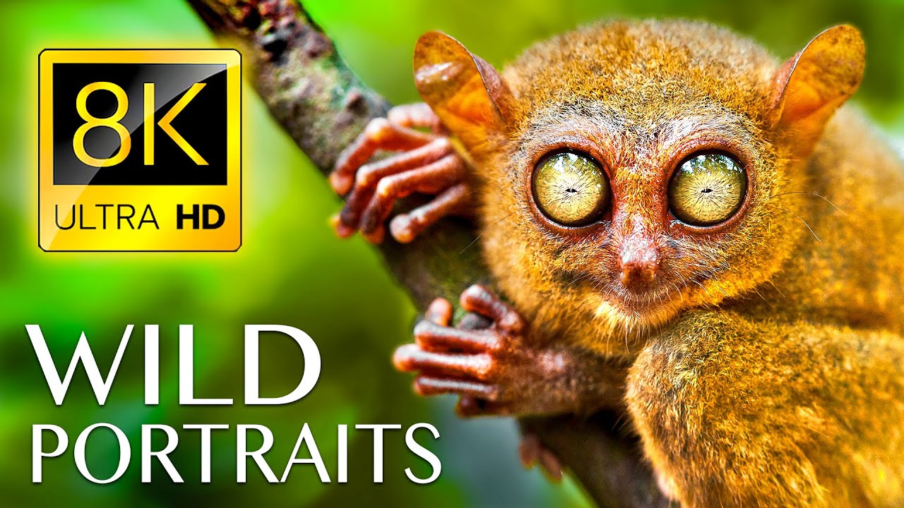 WILD PORTRAITS in 8K ULTRA HD –  Relaxing Music & Nature WildLife Soundscape