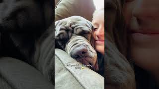 Callie is the loudest snoring pup I’ve ever met  Neapolitan Mastiff Puppy Problems