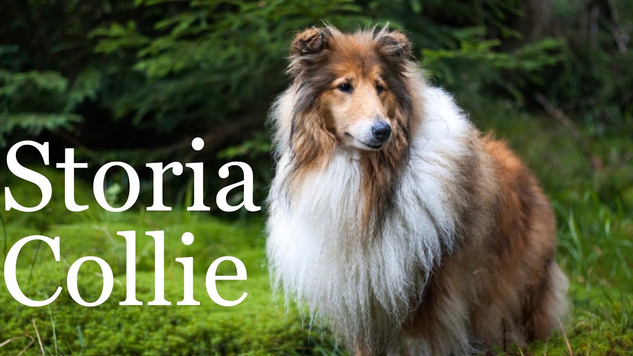 Tutto quello che devi sapere sui Collie