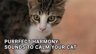 Purrfect Harmony: Sounds to Calm Your Cat