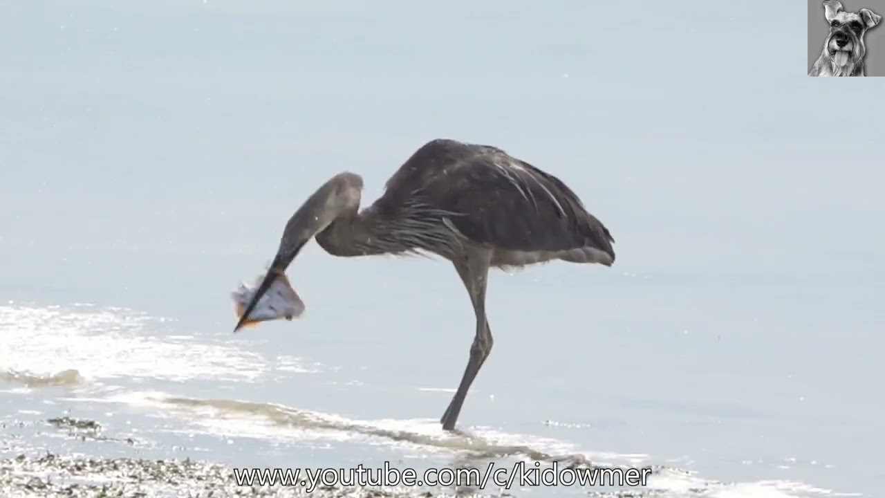 Wild GREAT-BILLED HERON caught & ate a Stingray!