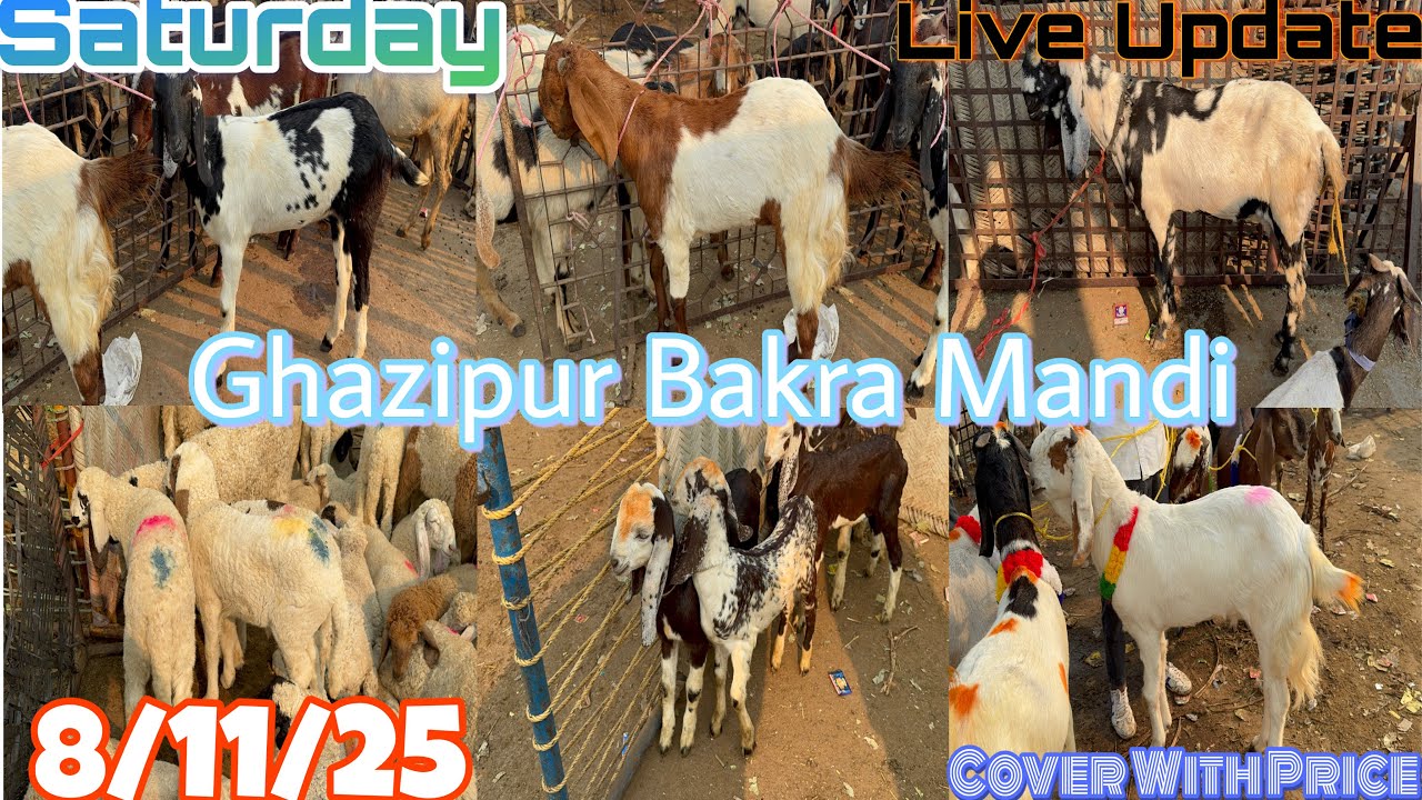 Ghazipur Bakra Mandi Live Update 8/11/2025 DELHI 