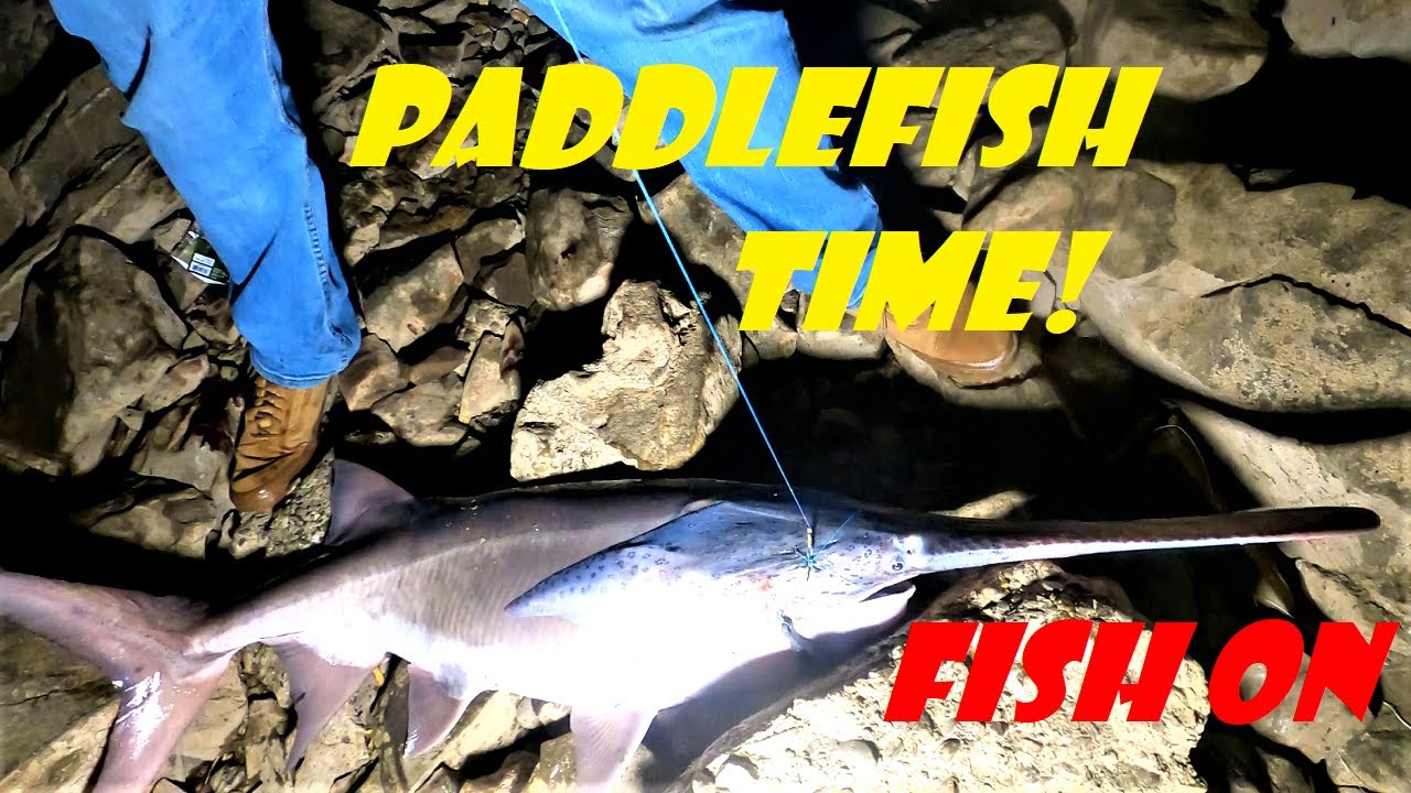 Are There Paddlefish In Tennessee?