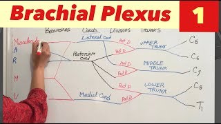 Brachial plexus Anatomy (part-1) | How to draw brachial plexus easily | MedSmartly with me
