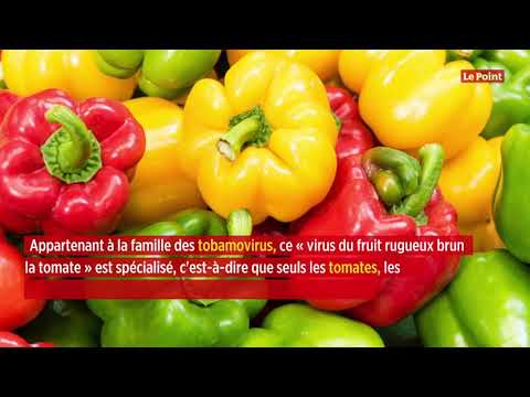 Les tomates menacées par un nouveau virus Les tomates menacées par un nouveau virus