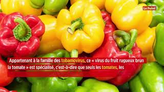 Les tomates menacées par un nouveau virus