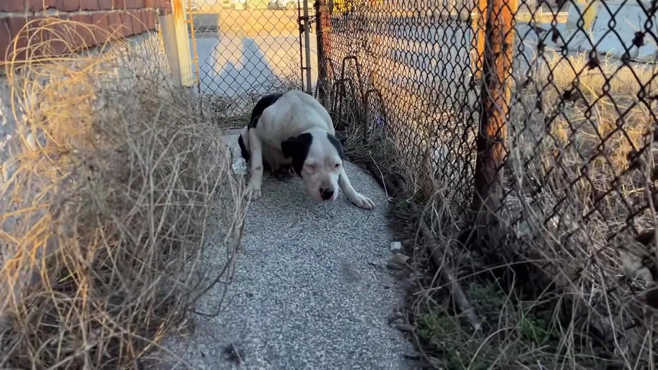 From fear and loneliness to hope again the moment this stray mother dog ...