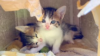 Fighting baby kittens challenge each other, very cute
