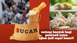 Manfaat gula pasir bagi peternak ayam/tenak unggas lainnya