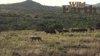 WildEarth - Sunset Safari - 12 June 2020