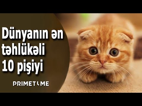 Video: Bütün narıncı pişiklər tabbidir?