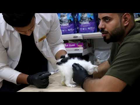 عيادة ومركزه هيمالايا البيطريه مختصصة و الاول على مستوى كركوك تصوير مصطفى محمود