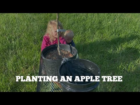 Video: What Is An Enterprise Apple: Tips for growing Enterprise Apple Trees