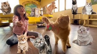 Main Ke Cafe Kucing, Takut Tapi Mau, Seru Banget by harper apple 20,385 views 1 month ago 8 minutes, 59 seconds