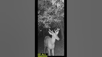 Antler growth! Bucks are growing that velvet! #deer #hunting #bucks