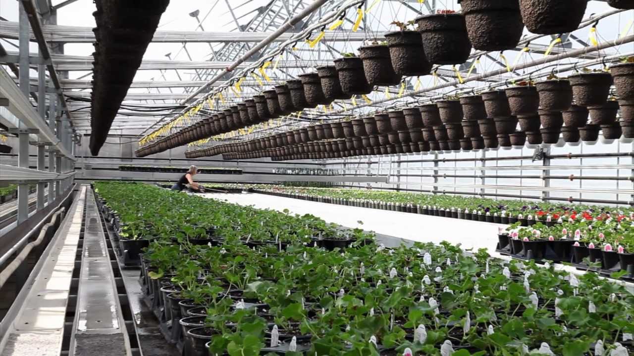 Wallish Edmonton Greenhouses Behind the Scenes YouTube