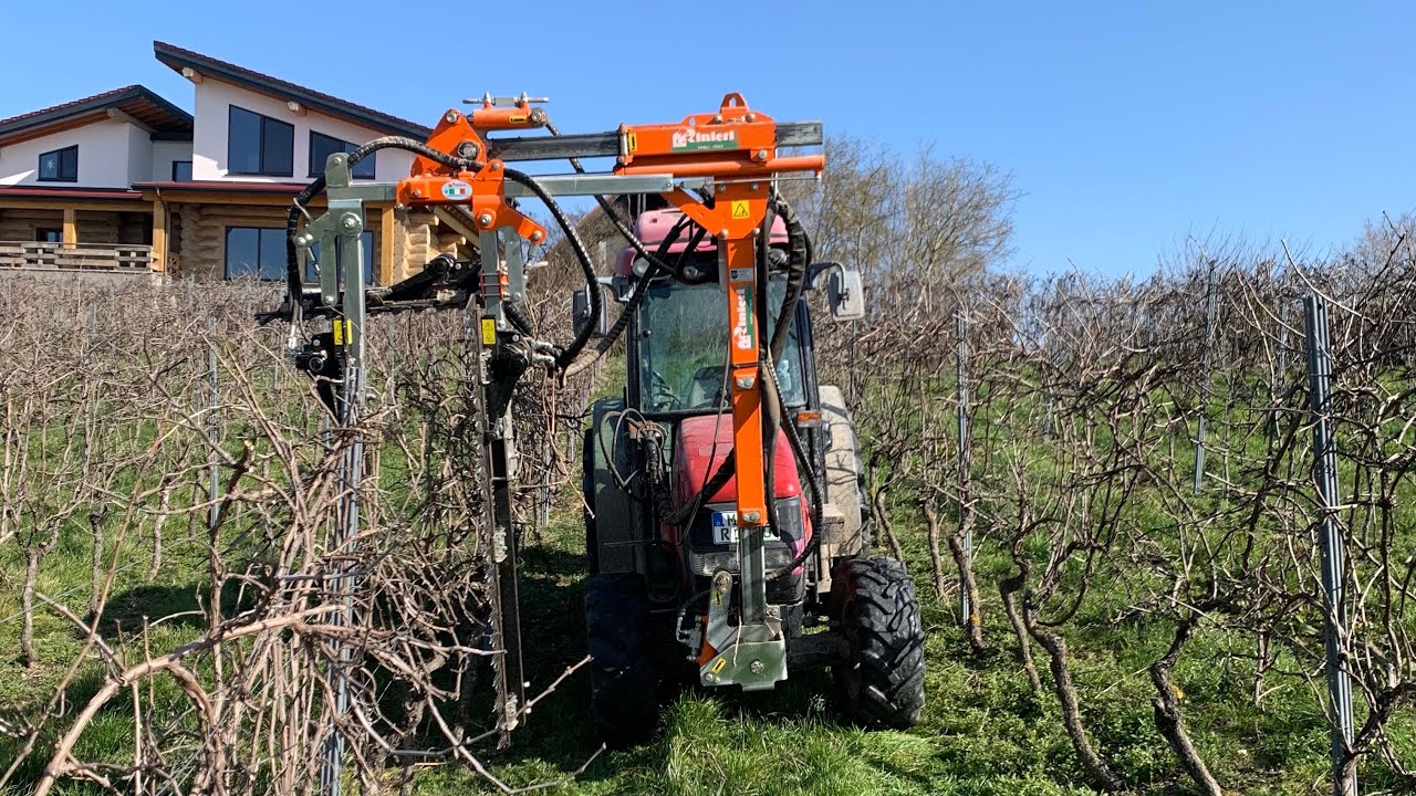 Minimalschnittweinberg Winterrückschnitt