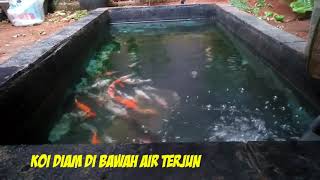 Ikan koi diam di bawah air terjun.. Ini dia penyebabnya || koi fish waterfall