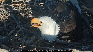 This Close-Up of Jackie Incubating — 30 Days and Still Going! 😱🦅