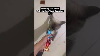 Tokyo the Smart Cat Stands Up for Food! Funny &amp; Cute Moment 🐱