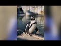 World&#39;s oldest African penguin celebrates 41st birthday at Metro Richmond Zoo