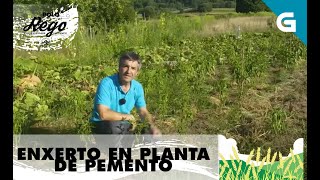 Como facer un enxerto de púa á inglesa?